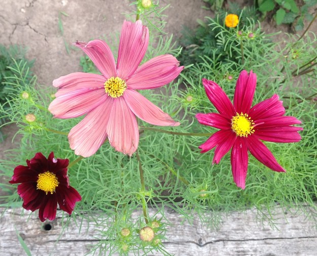 More cosmos!