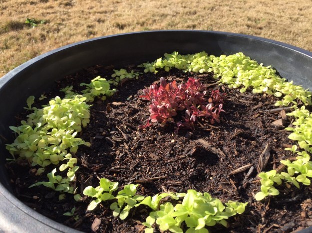 Still waiting on a fresh salad with my own greens.