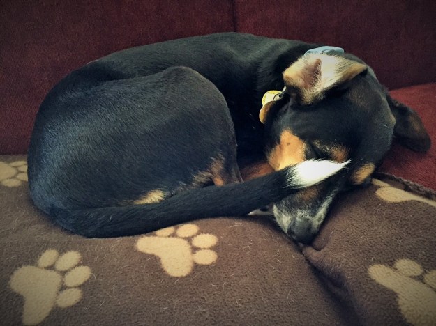Four months after we moved from Wisconsin to Texas, Chloe finally seems to be comfortable in her new home. (December 2014)