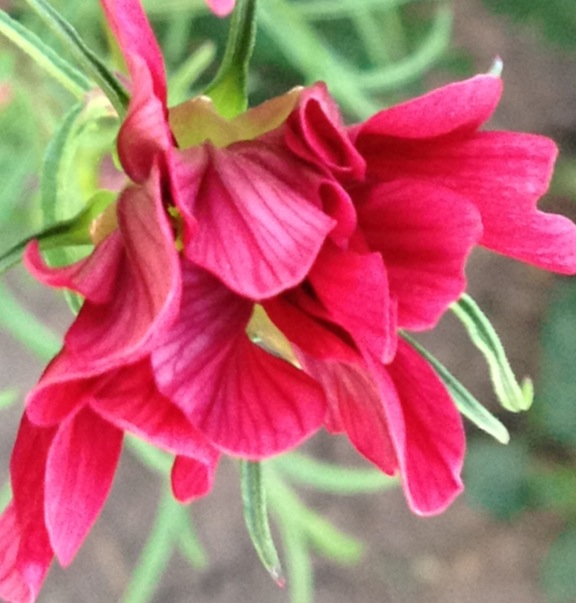 flower
