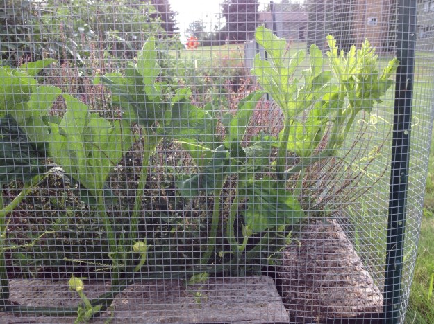 During the summer of 2013, a pumpkin volunteer took over one end of my garden.