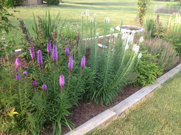 My clothesline flower garden in Wisconsin.