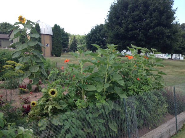 Mexican sunflowers dotted one of the sides of my 2014 garden.