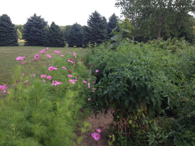 Cosmos and tomatoes.