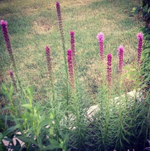 From my clothesline flower garden (with Instagram filter).