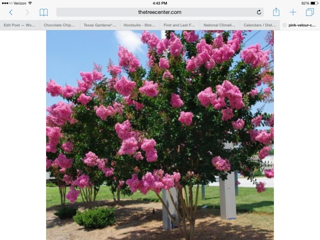 A pink velour crape myrtle tree. From thetreecenter.com