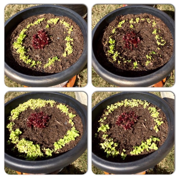 The photos on the left shows each container of lettuce before thinning, the right after thinning.