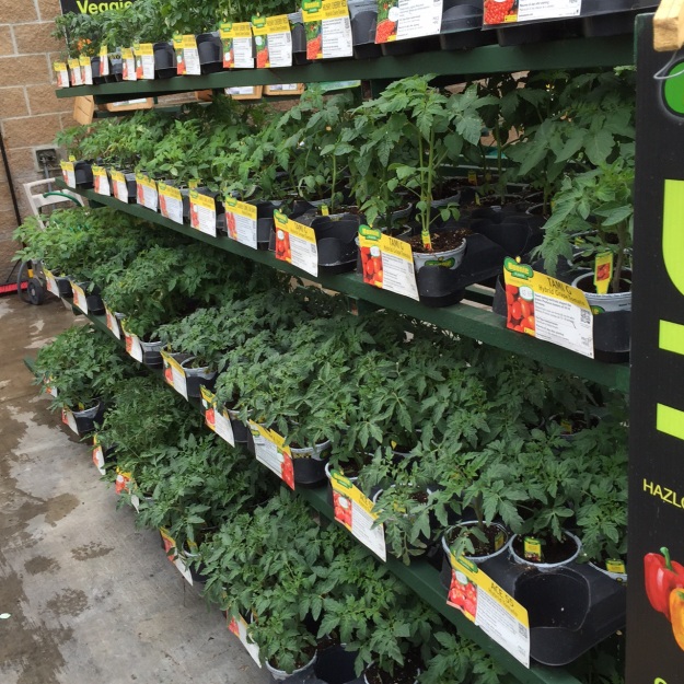 Oodles of tomato plants now can be found at local stores, a sure sign spring gardening is just around the corner.