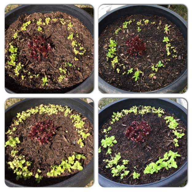 On the left is lettuce Feb. 14, after it was thinned. On the right, the lettuce this morning.