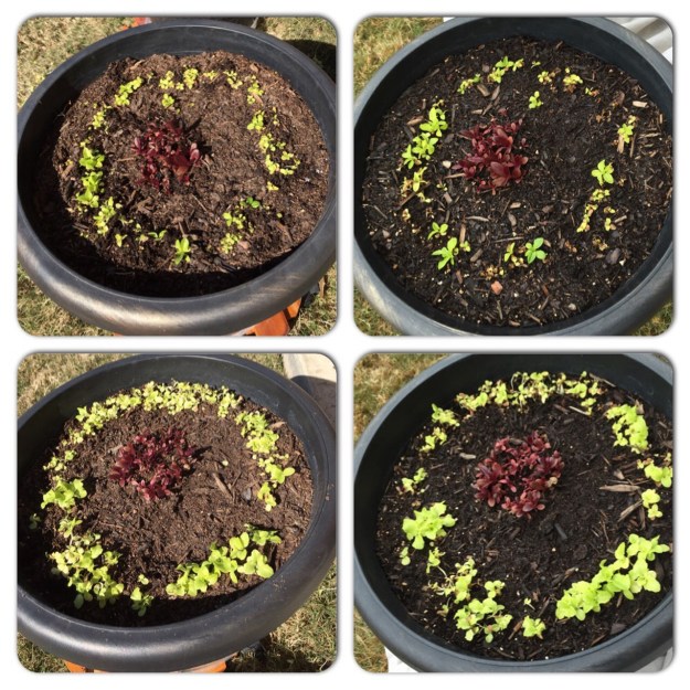 Lettuce on the left after it was thinned on Feb. 14; on the right is the lettuce after a week of some really cold days and nights.