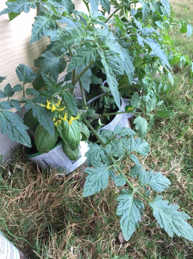My Better Boy tomato plant has blossoms.