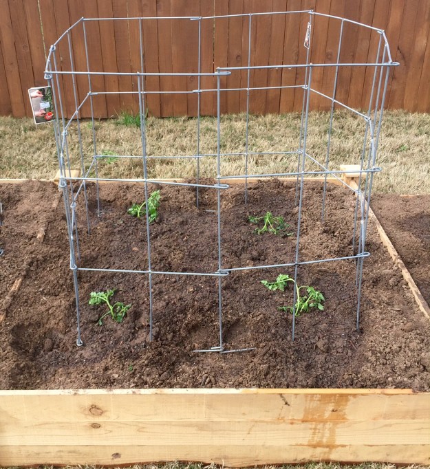 The four Super Sweet 100 plants need a little TLC after planting.