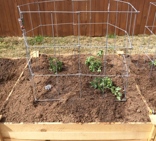 In addition to two Early Girl and one Better Boy tomato plants, I also planted a sweet red pepper.