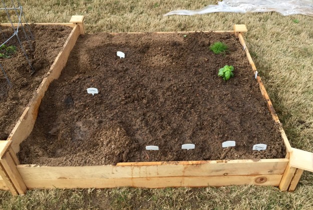 This 4x4 bed has cucumbers, onions, chives and basil.