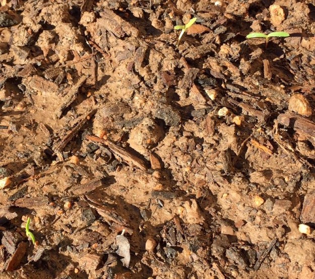 I think these are cosmos seeds that have sprouted.