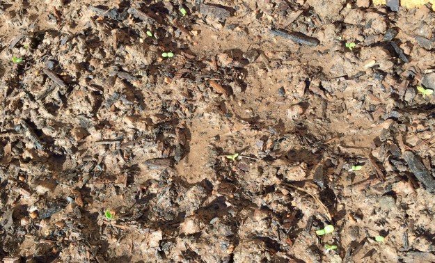 Could these be zinnias?