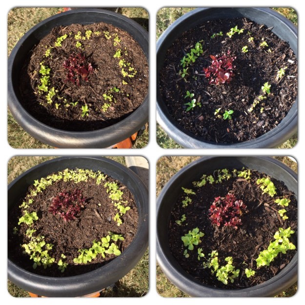 Lettuce on left after a good old-fashioned thinning Feb. 14; on right , the lettuce today, after some cold days and nights.