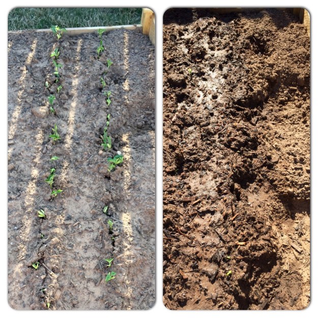 In 24 hours, my beans went from only one or two peeking through (right) to, well, pretty much all of them.