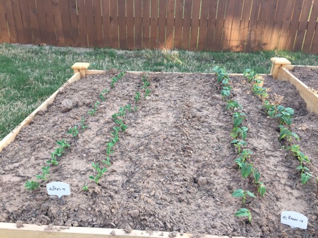 The peas and beans tonight, March 31.