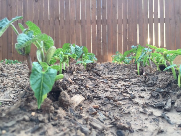 A dirt level view of my beans.