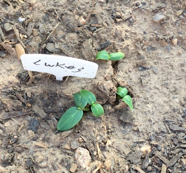 Overnight, my hill of one cucumber expanded to four.