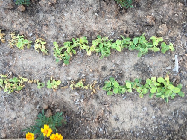 Peas just not thriving.