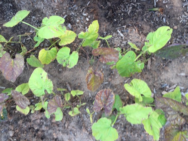 Beans aren't thriving either.