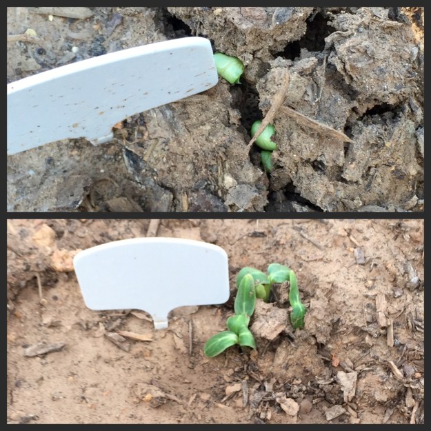 Top photo, cucumbers last night. Bottom photo, cucumbers tonight, April 3.