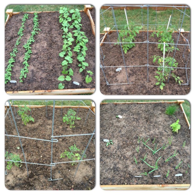 Each of the raised beds on April 5. The onions, at lower right,  are really growing fast.