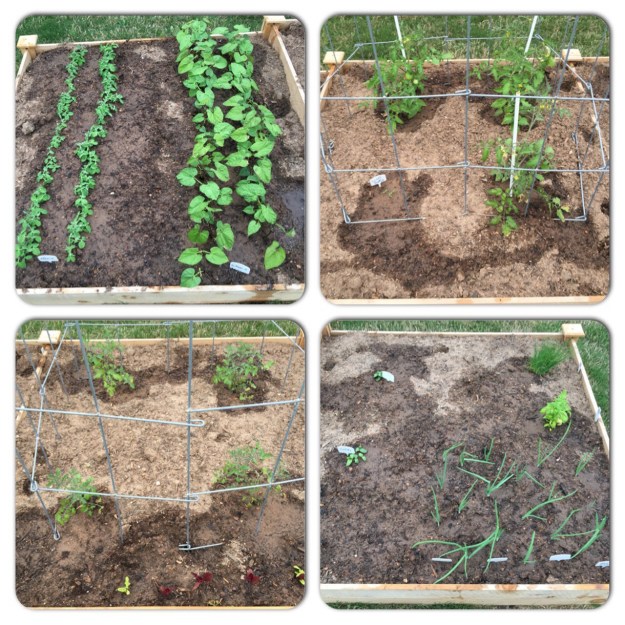 The four individual sections of my raised garden bed on April 8.
