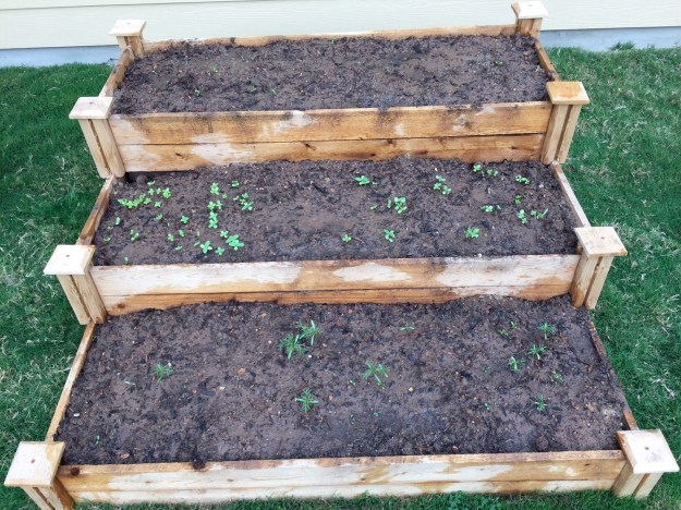 Lots of flowers popping up in the three-tiered raised bed.