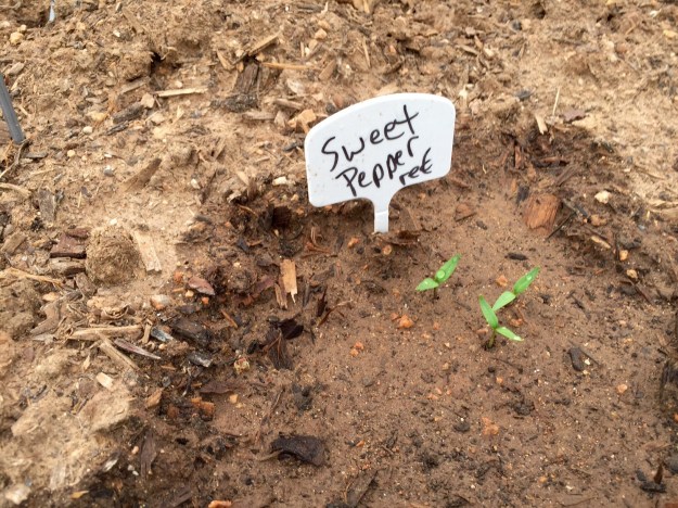 Finally! The sweet red peppers have sprouted.
