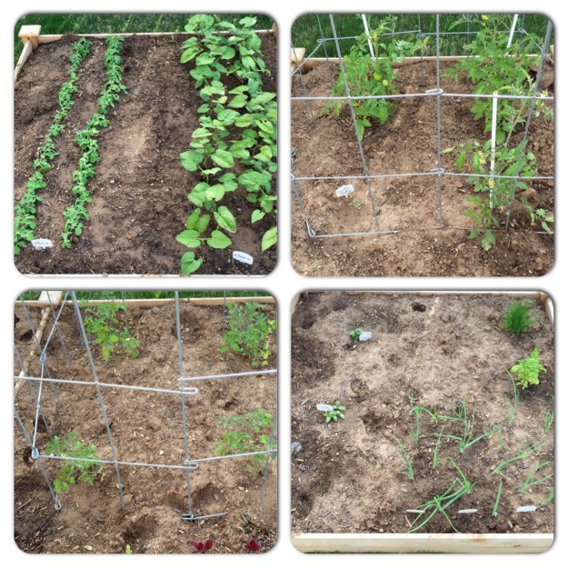 The four sections of my raised garden bed on April 10.