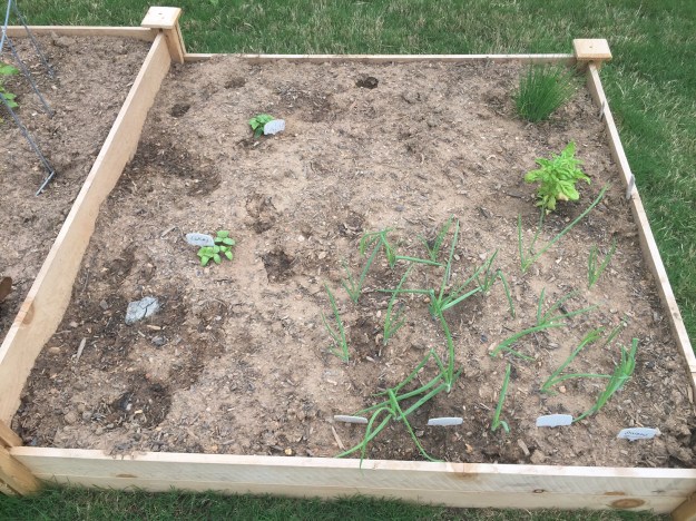 Cucumbers, onions, basil and chives.