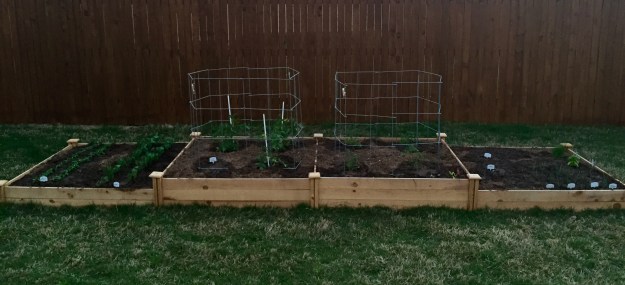 It's difficult to tell how much the tomatoes ate growing, but I'm pretty sure it's not as fast as the other veggies.