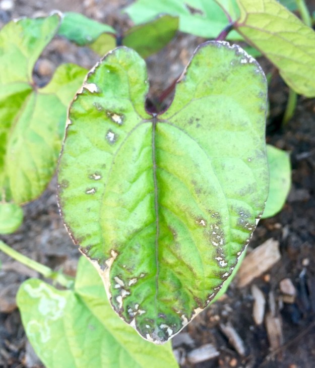 Some bean leaves have holes, while others have brown and yellow, almost halo-like spots on them.