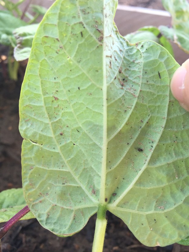 At first, I just thought it was dirt on the underside of the leaves. But I think it might be some type of bug or spider.
