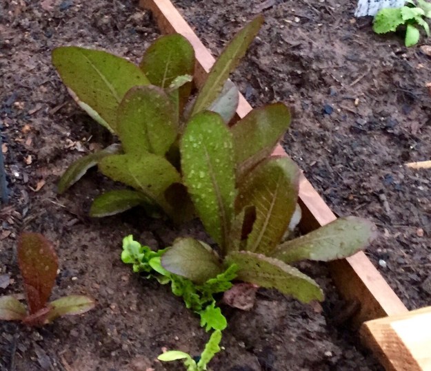 Better late than never, this red lettuce could be on my table this weekend.