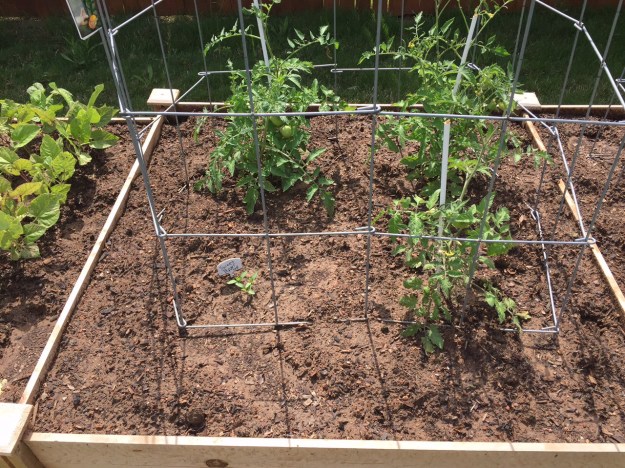 Tomatoes and sweet red peppers.