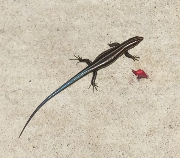 Is this a Laredo striped whiptail lizard? 