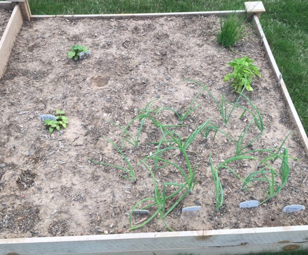 Onions, cucumbers, basil and chives.