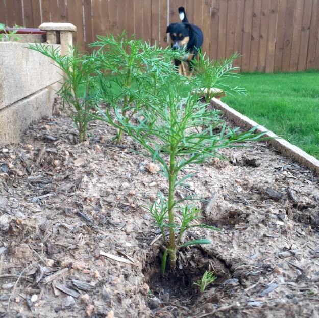 The cosmos flowers are getting bigger every day. Now if I can just keep darn dog Chloe out of them.