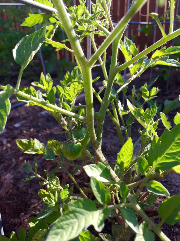 Little green cherry tomatoes are so cute!