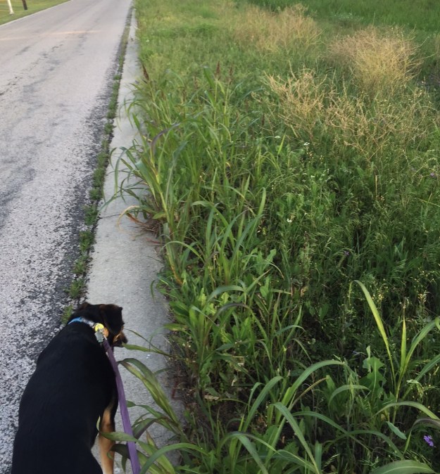 A lot of wild grasses and weeds line the sides of roads.
