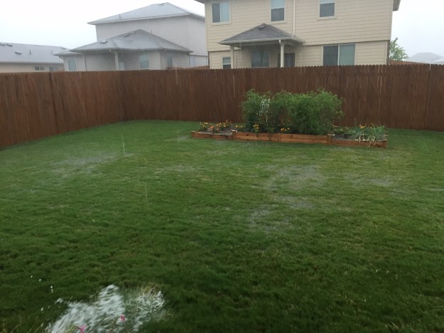 It poured for a good 40 minutes, dumping heavy rain on our backyard.