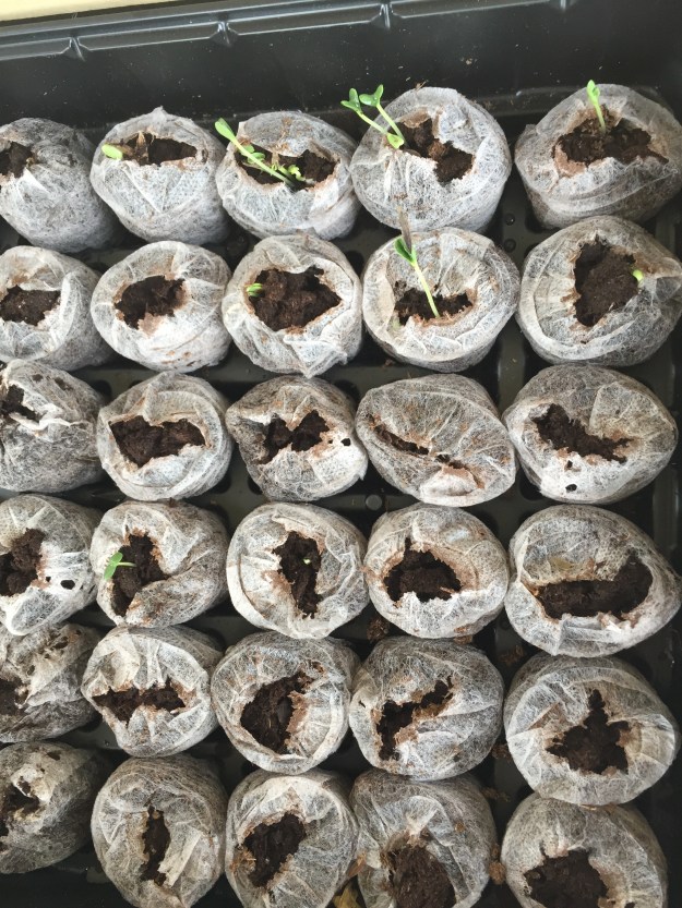 In addition to the purple zinnias sprouting in the upper right, several of the pinwheel zinnia seeds (in fourth row) also are peeking out of the peat pellets.
