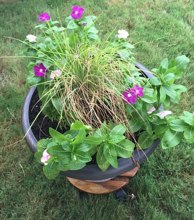 The vincas have recovered nicely after being transplanted into this container.