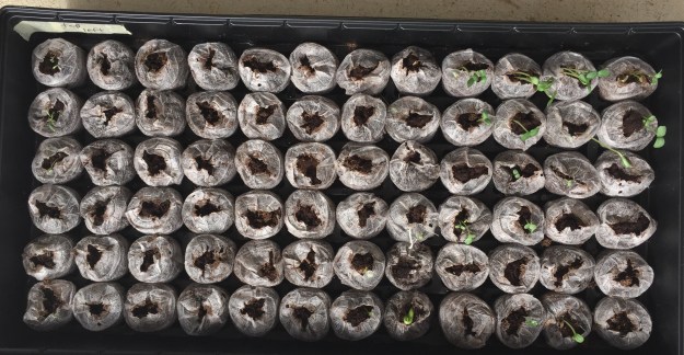 Red cherry tomato seedlings (far left) and pumpkin seeds ( bottom row, middle) popped up three days after being planted.