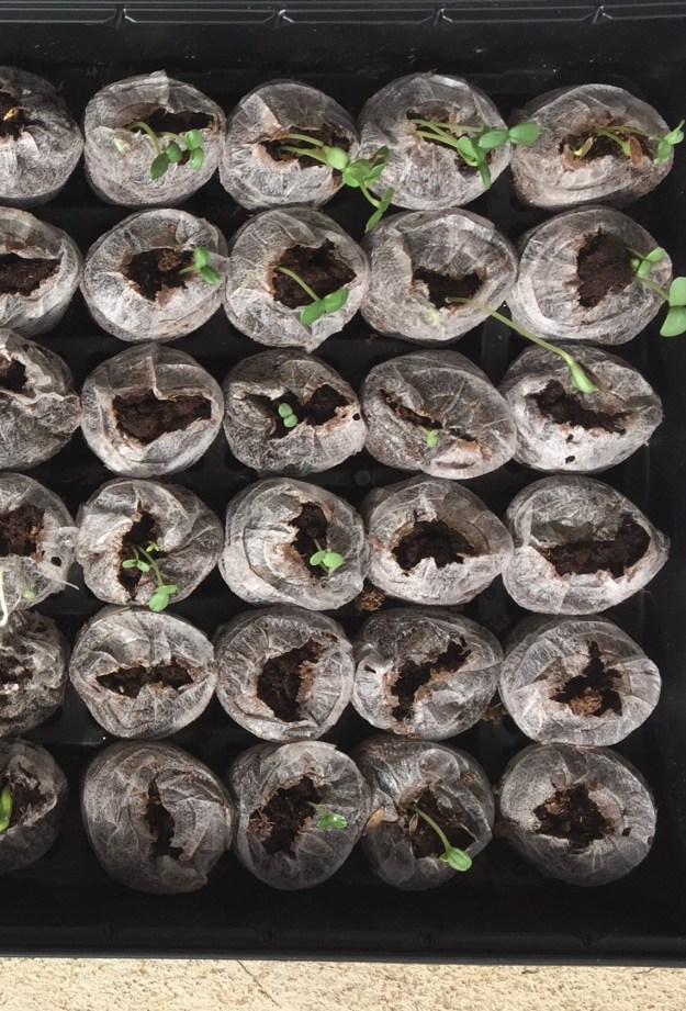 All three types of zinnias have now sprouted.