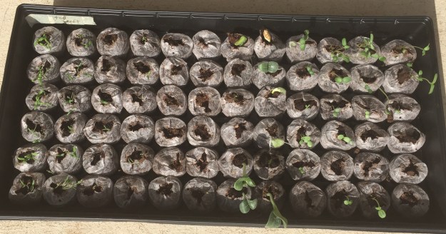 Day 4: 52 of 72 of the pellets  have at least one seedling in them.